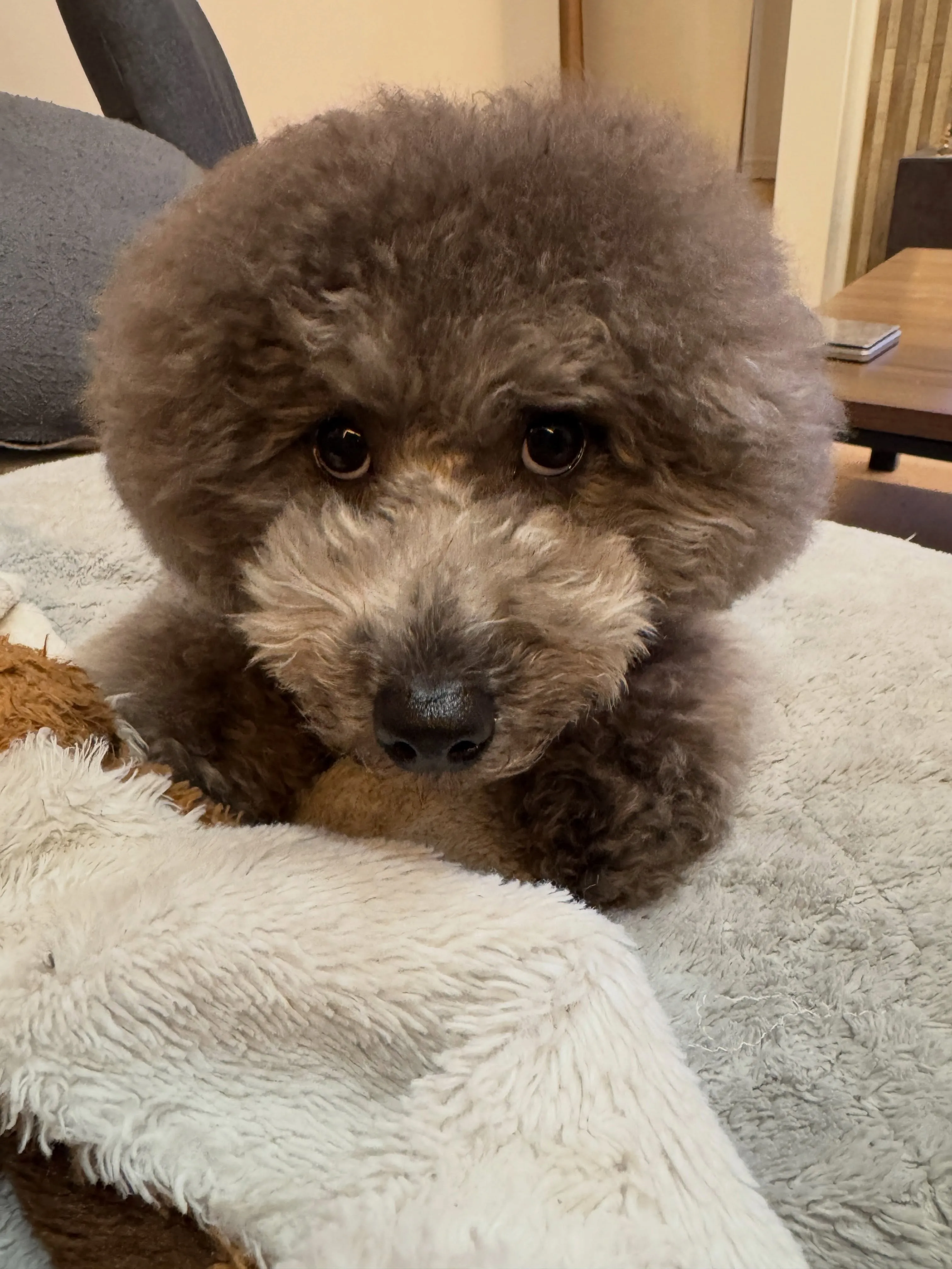1番手のかかるやんちゃ坊主ちゃちゃまる🐶