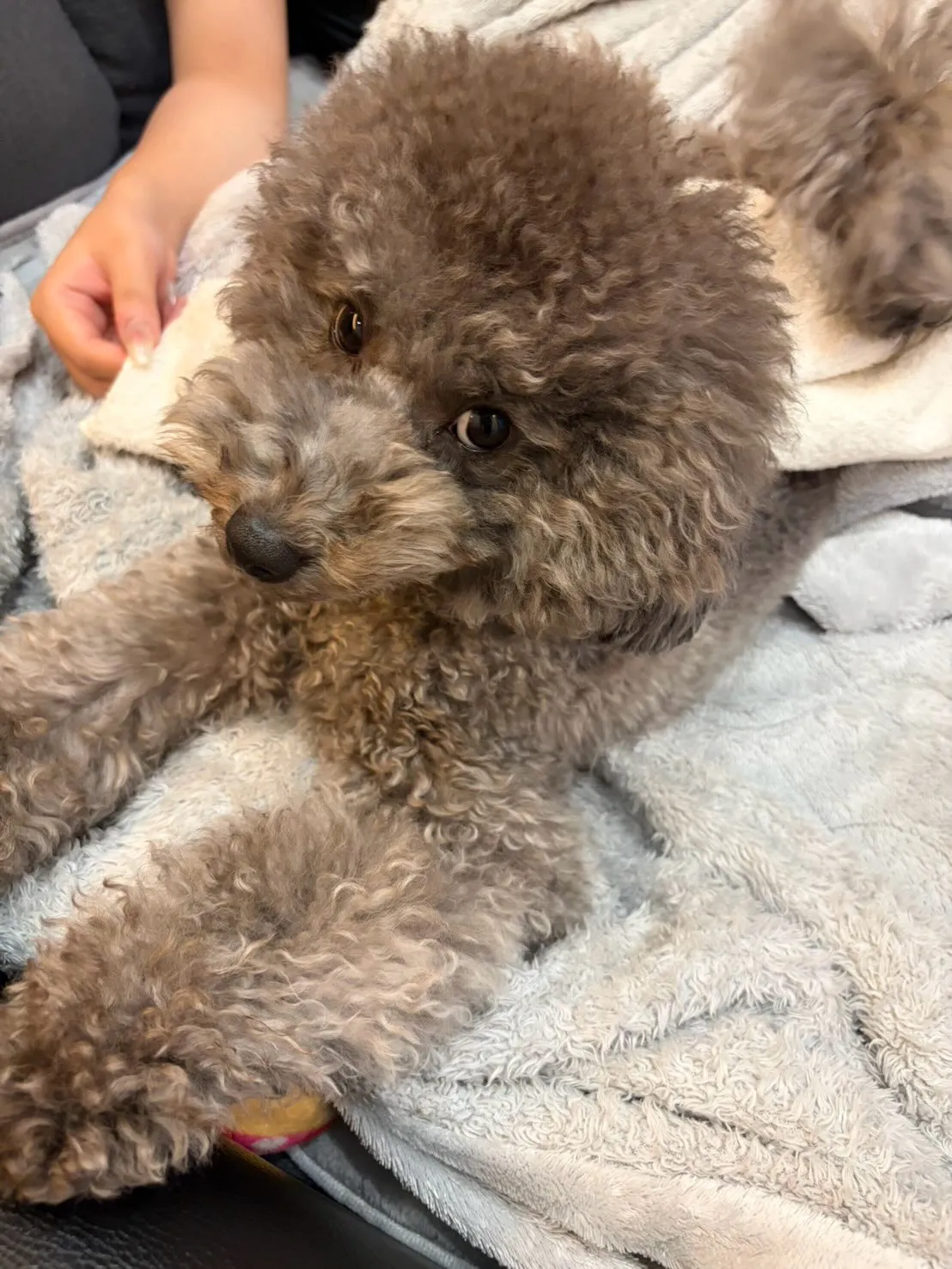 1番手のかかるやんちゃ坊主ちゃちゃまる🐶