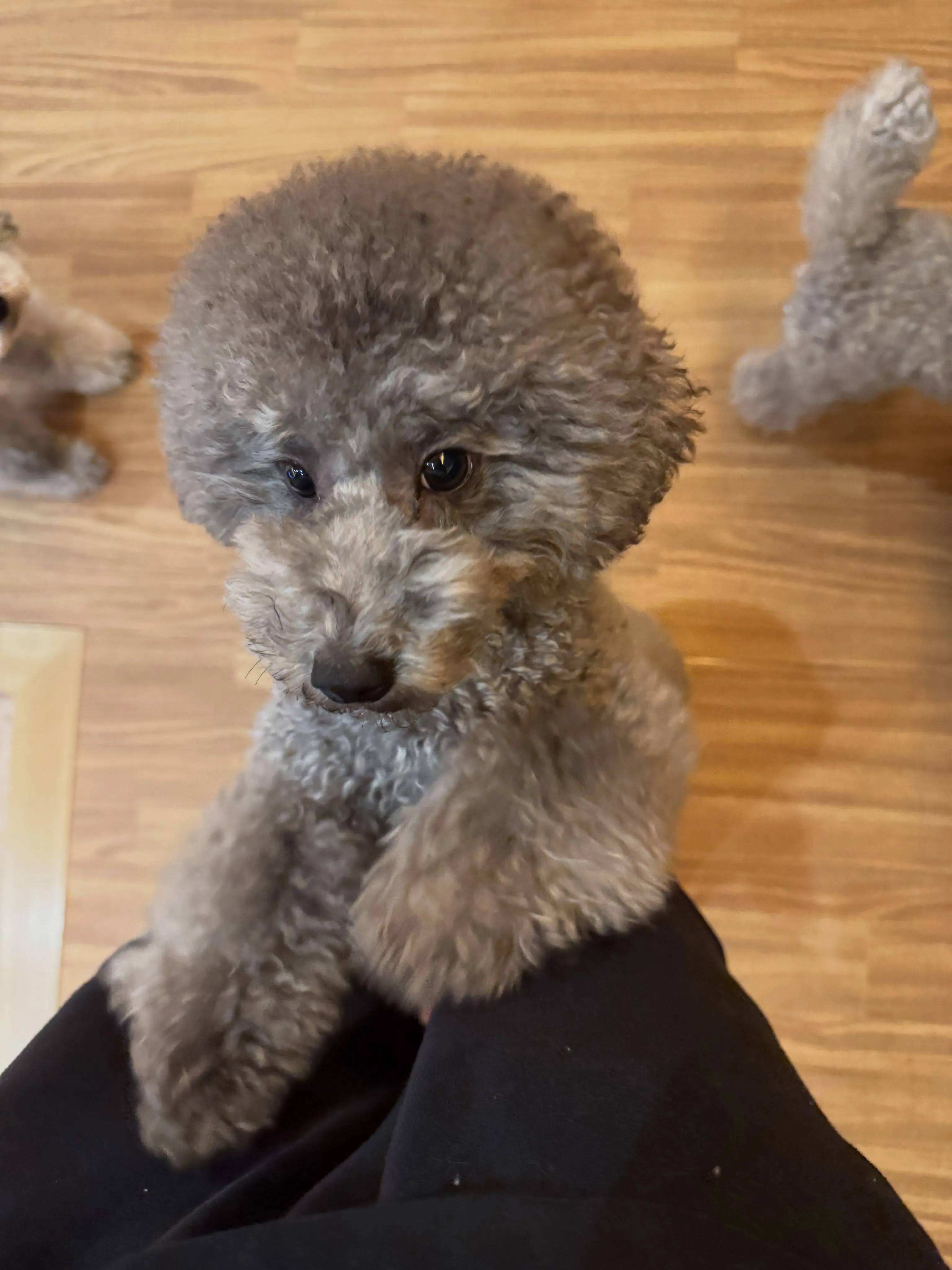 1番手のかかるやんちゃ坊主ちゃちゃまる🐶