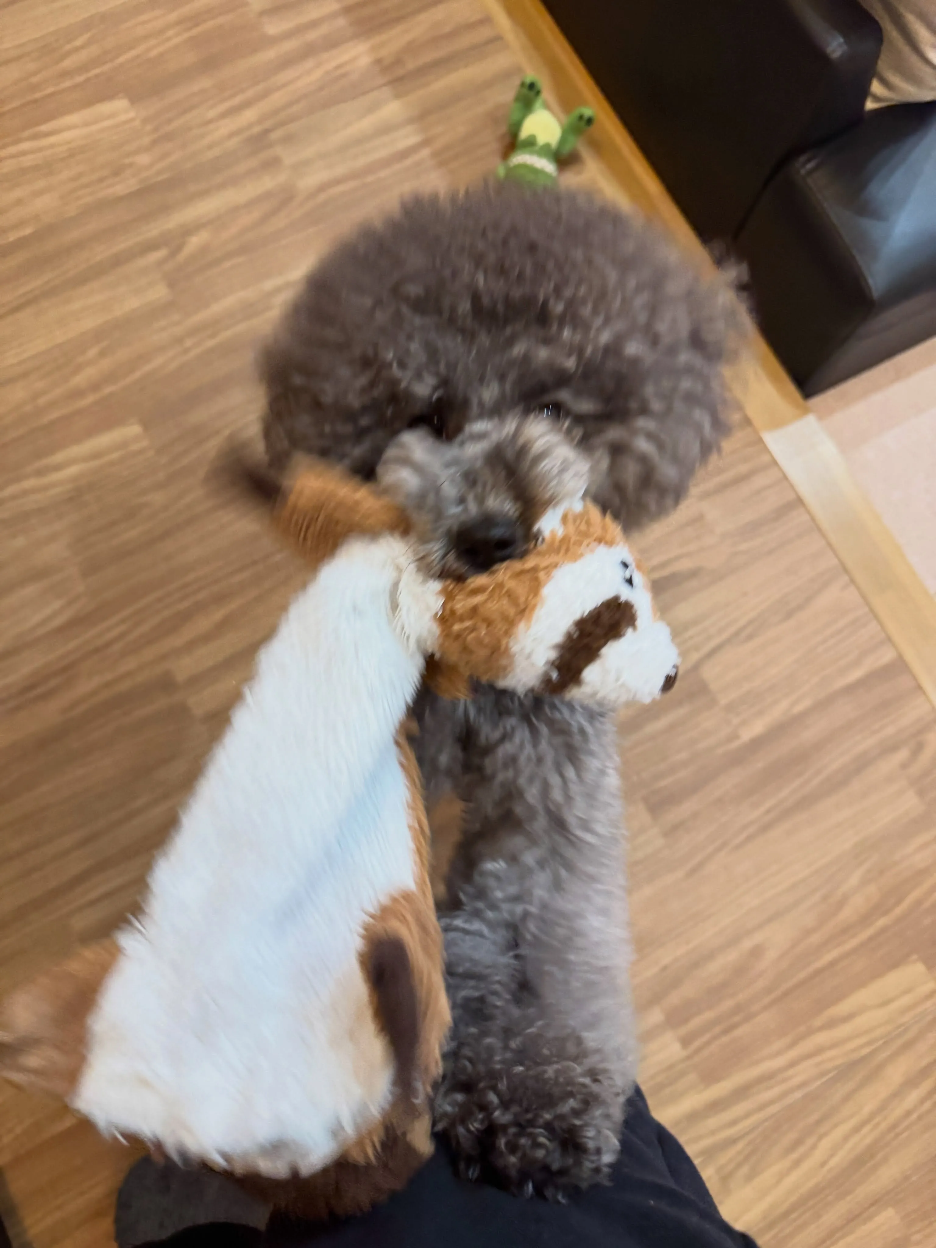 1番手のかかるやんちゃ坊主ちゃちゃまる🐶