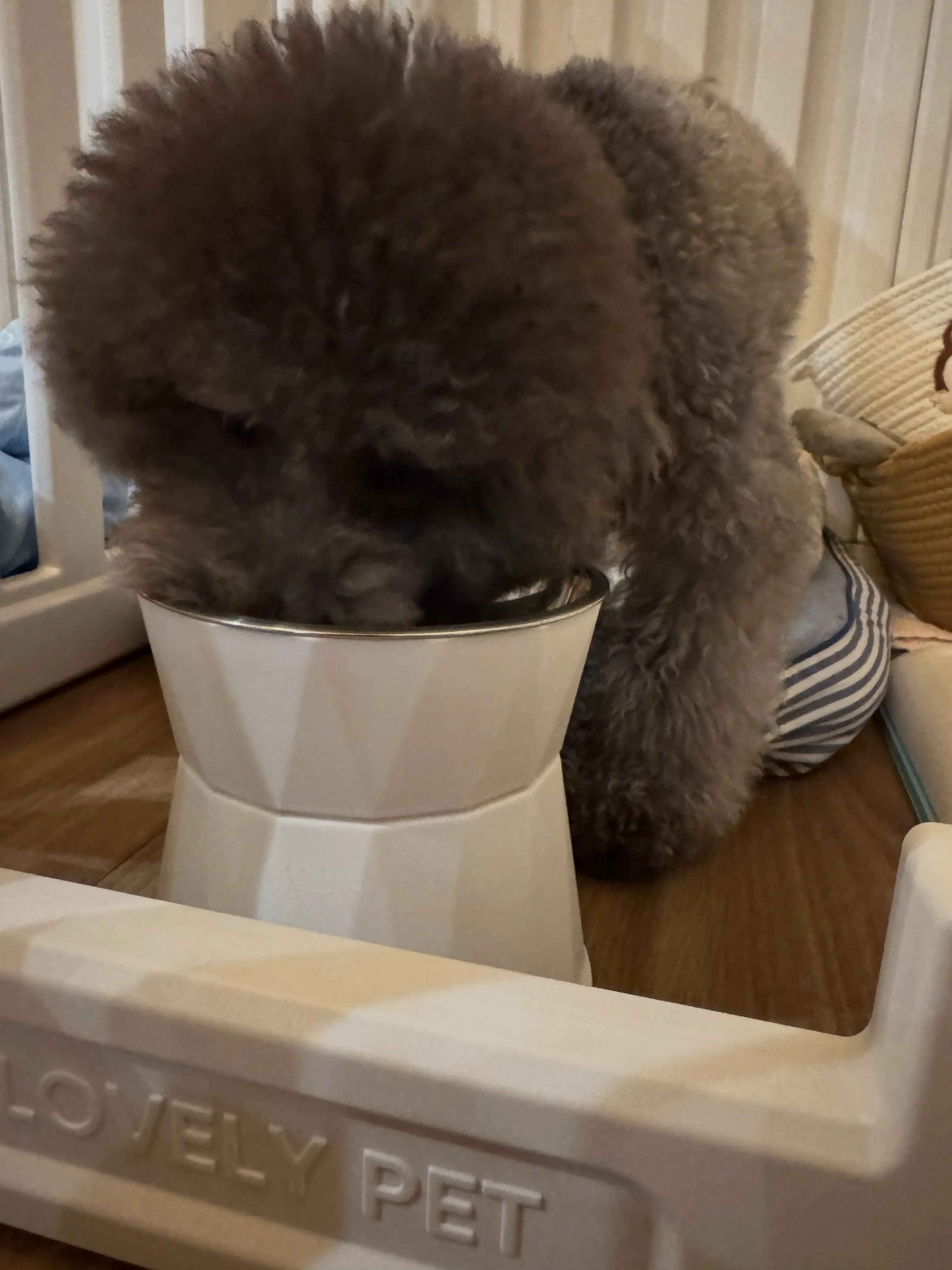 1番手のかかるやんちゃ坊主ちゃちゃまる🐶