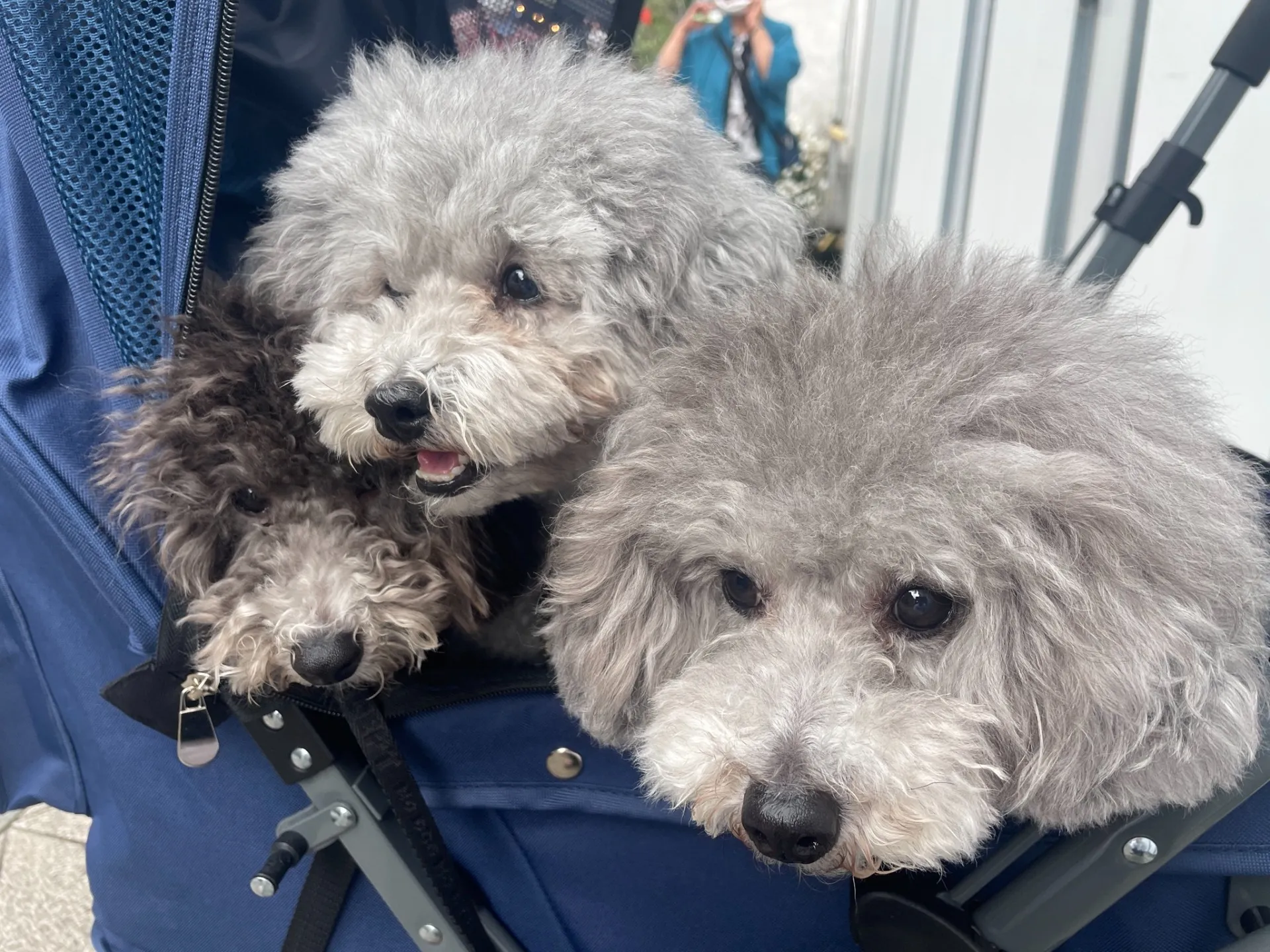 犬を複数匹飼っているからこそ分かる、物件探しの大変さ