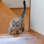 ペット可